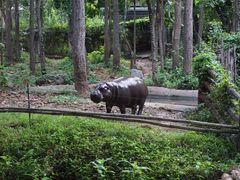 -清迈夜间动物园