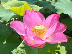 -石家庄市植物园
