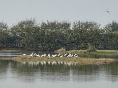 -大湾区中央湿地公园