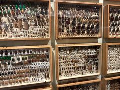 -墨尔本博物馆(Melbourne Museum)