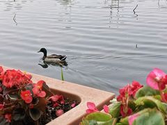 -什刹海