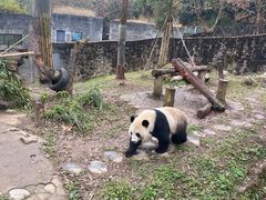 -都江堰中华大熊猫苑