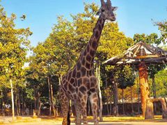 -清迈夜间动物园