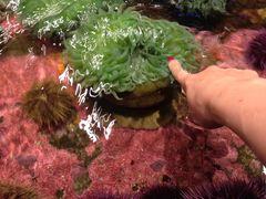 -西雅图水族馆
