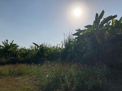 -芒洲湿地公园
