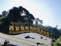 -西双版纳原始森林公园