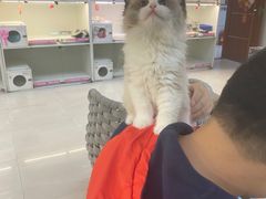 -lincat·猫舍(广州店)