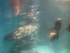 -新金盛·海鲜酒楼(盐田店)