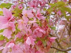 -天适樱花悠乐园