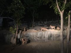 -清迈夜间动物园