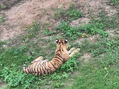 -深圳野生动物园