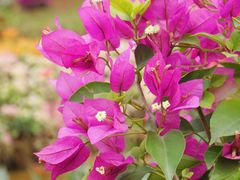 -广州市白云山风景名胜区