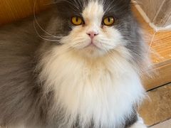 -Catmate·猫肥家润(金润铂宫店)