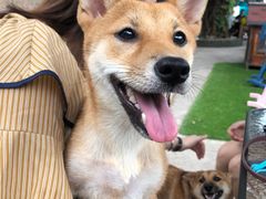 -柴犬高等学院·狗咖·柴犬售卖·宠物训练