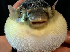 -肆月河豚·淮扬菜·湘菜(华天店)