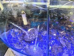 -四海蒸鲜蒸汽海鲜自助(北戴河店)