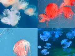 -广州海洋馆