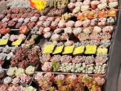 -秦美花卉(天朗·莱茵小城2期店)