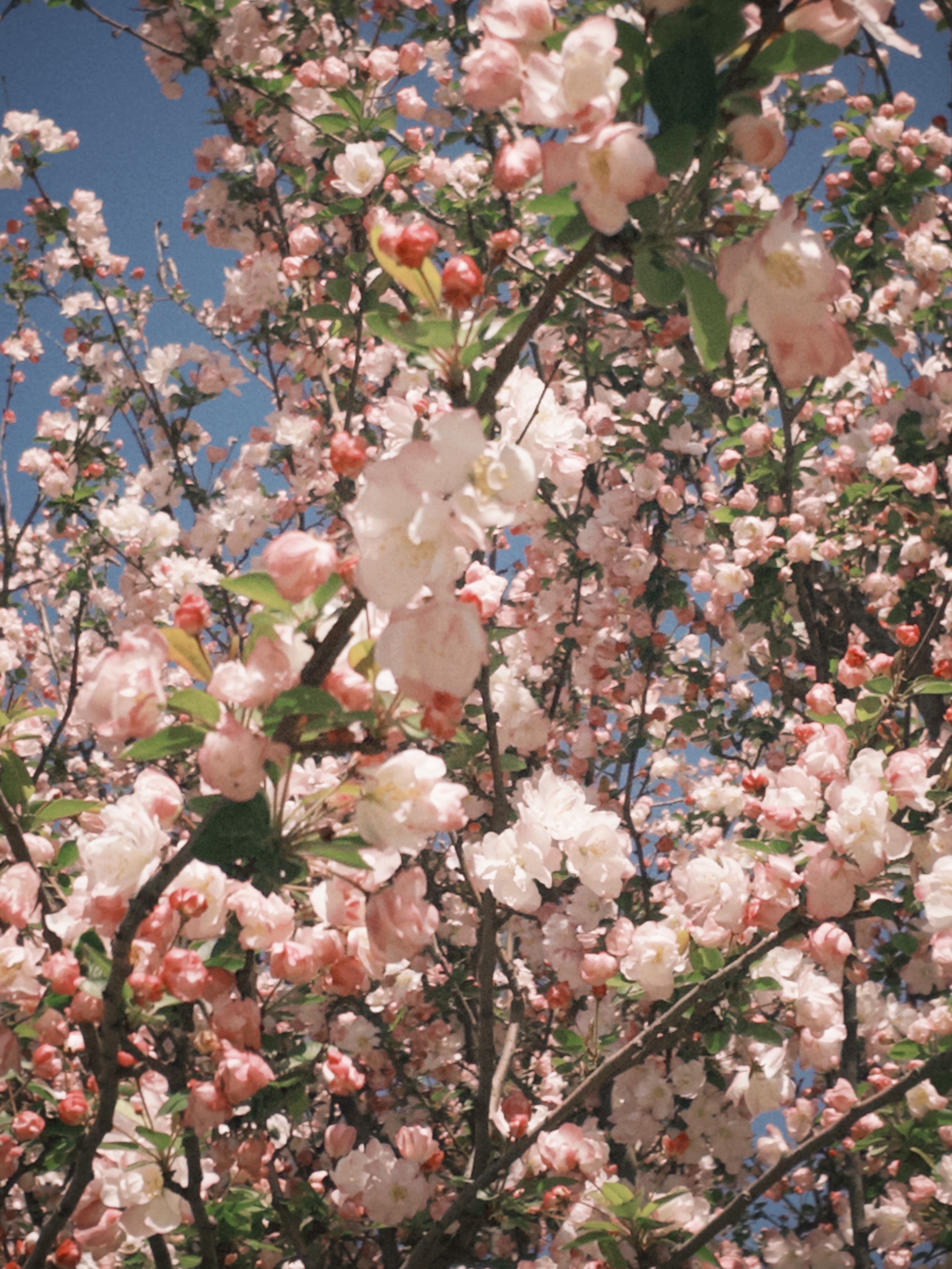 桃花李花梨花图片