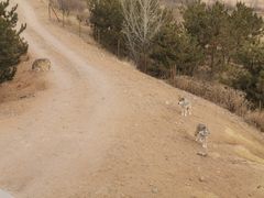 -鄂尔多斯野生动物园