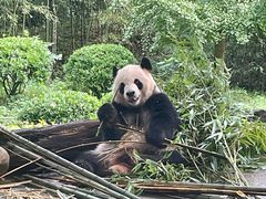 -都江堰中华大熊猫苑