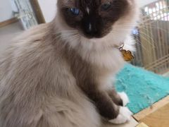 -猫在这儿猫咪咖啡馆·撸猫馆