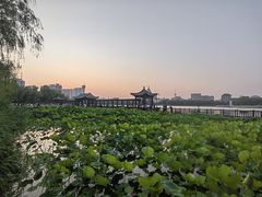 -莲花池公园