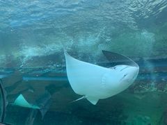 -悉尼海洋生物水族馆