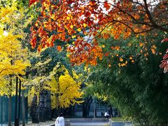 -中央民族大学