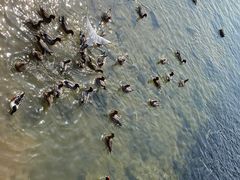 -深圳湾公园(南山区)
