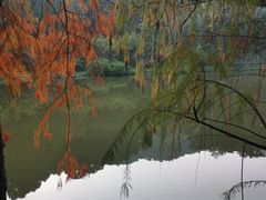 -深圳仙湖植物园