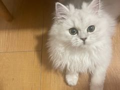 -猫大福·Fortune Cat猫舍(百子湾店)