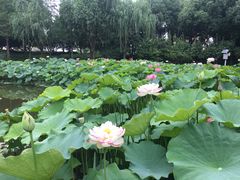 -陈家山荷花公园