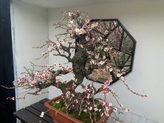 -香雪海