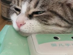 -瑞派名望24h动物医院异宠专科·猫专科·骨科·重症监护分院