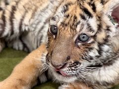 -大连森林动物园