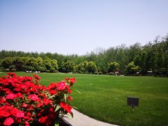 -合肥滨湖国家森林公园