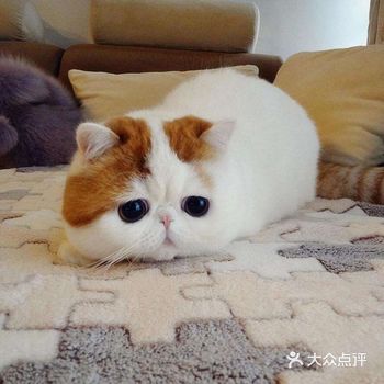 加菲猫真是集合了波斯猫和美国短毛猫的有优点啊
