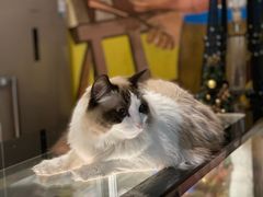 -咖法森林·咖啡  酒吧(天河店)