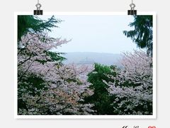 -武汉大学-樱园