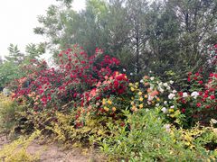 -永定河休闲森林公园