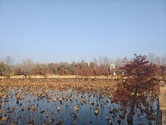 -溱湖国家湿地公园