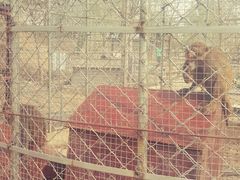 -北京鹿世界主题园