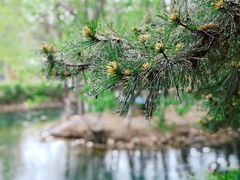 -长白岛森林公园