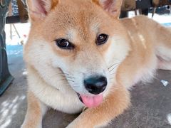 -柴犬高等学院·狗咖·柴犬售卖·宠物训练