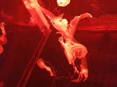 -多彩贵州城极地海洋世界