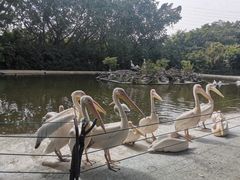 -广州长隆飞鸟乐园
