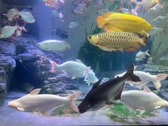 -上海海洋水族馆