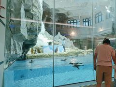 -帝企鹅自助餐厅•儿童岛•真企鹅(长隆企鹅酒店)