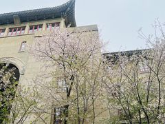 -武汉大学-樱园